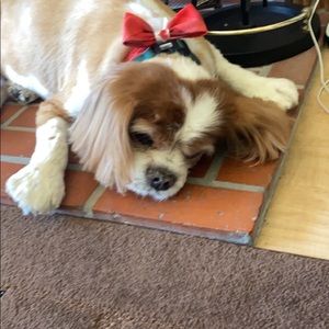 Meet your Posher, Carianne